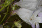 Manyflower beardtongue